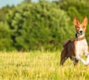 Foto der Rasse Basenji