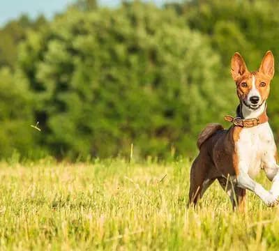 Basenji – Hunderasse