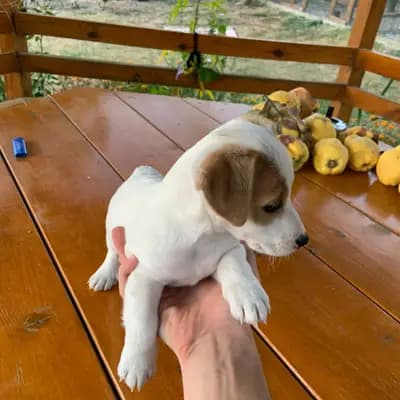 Galerie-Bild von Hundezüchter von Bulgaria in Baden-Württemberg, mit Eindrücken unserer Jack Russell Terrier-Zucht.