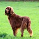 Foto der Rasse Sussex Spaniel