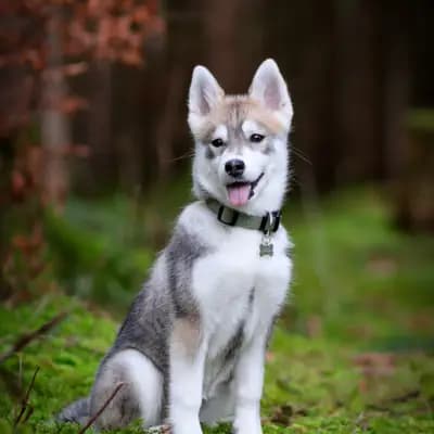 Galerie-Bild von F3 Pomsky Welpen aus privater Hundezucht in München in Bayern, mit Eindrücken unserer Pomsky-Zucht.