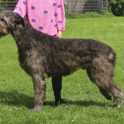 Foto von Ben, einem Irish Wolfhound-Elternhund in Bayern.