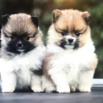 Galerie-Bild von Kleinspitze v. d  Schüpfer Zwergen und Langhaar Schäferhunde von den Schüpfer Hexen in Baden-Württemberg, mit Eindrücken unserer Kleinspitz-Zucht.