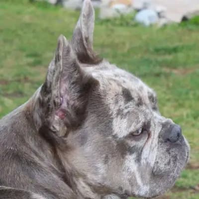 Galerie-Bild von Active Bulldogs in Rheinland-Pfalz, mit Eindrücken unserer Französische Bulldogge-Zucht.