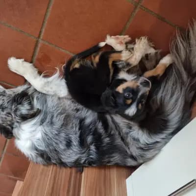 Bild aus Lucky charms in Oberösterreich, wo unsere Großpudel (Königspudel)-Hunde in einer liebevollen Umgebung aufwachsen.