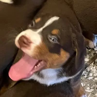 Galerie-Bild von Appenzeller Sennenhunde vom Altmarkhof in Sachsen-Anhalt, mit Eindrücken unserer Appenzeller Sennenhund-Zucht.