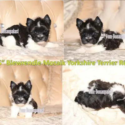 Farbige Yorkshire Terrier Welpen "vom Donaupalast". – Yorkshire Terrier Welpe, Bayern, Raised by Hundezucht vom Donaupalast