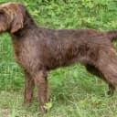 Foto der Rasse Pudelpointer