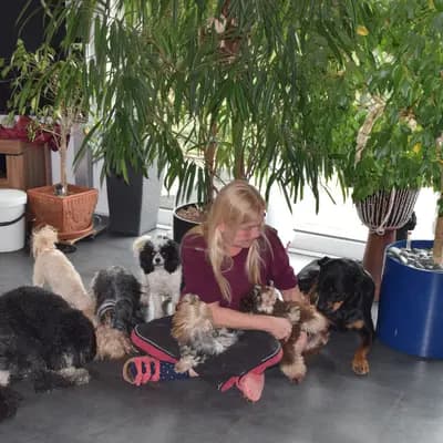 Bild aus www.les-bijoux-des-rois.de in Hessen, wo unsere Pudel-Hunde in einer liebevollen Umgebung aufwachsen.