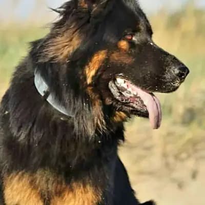 X-Wurf – 老德国牧羊犬 Wurf, Schleswig-Holstein, 由...饲养 Altdeutsche Schäferhunde vom Kreuzkamp 