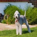 Foto der Rasse Bedlington Terrier