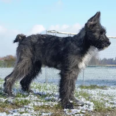 Galerie-Bild von Bouvier des Ardennes Zuchtstätte Hasenhirsch in Bayern, mit Eindrücken unserer Bouvier des Ardennes-Zucht.