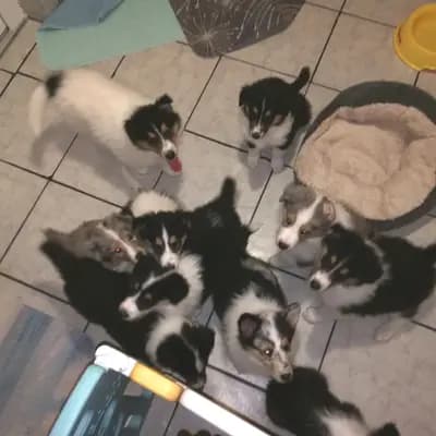 Bild aus Colliezucht 'Of Passion'  in Niedersachsen, wo unsere Collie (Langhaar)-Hunde in einer liebevollen Umgebung aufwachsen.
