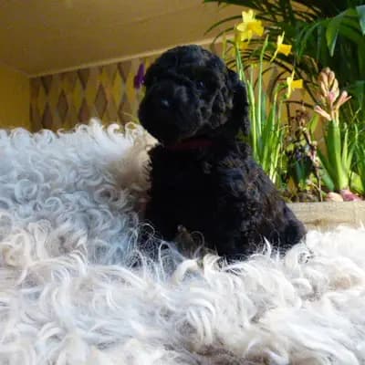 Bild aus Pudelzucht von der Jade in Niedersachsen, wo unsere Zwergpudel-Hunde in einer liebevollen Umgebung aufwachsen.