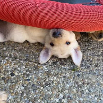 Bild aus Golden Mountain Spring`s in Steiermark, wo unsere Labrador Retriever-Hunde in einer liebevollen Umgebung aufwachsen.