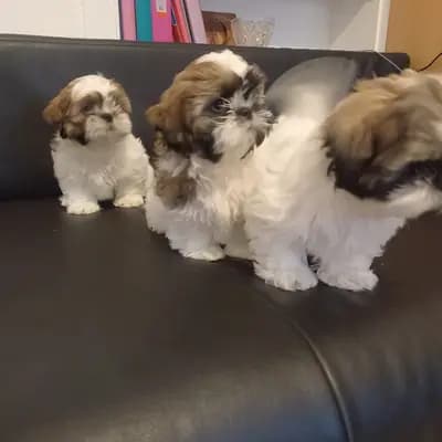 Bild aus Cotirlet Gheorghe  in Hessen, wo unsere Shih Tzu-Hunde in einer liebevollen Umgebung aufwachsen.