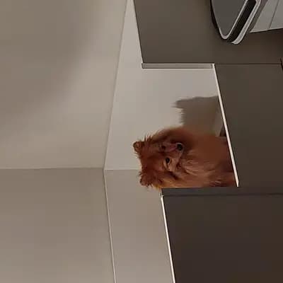 Bild aus Wolfsspitze vom Wattenlöper  in Niedersachsen, wo unsere Wolfsspitz-Hunde in einer liebevollen Umgebung aufwachsen.