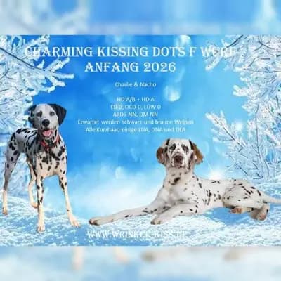 Dalmatiner Welpen – Dalmatiner Welpe, Niedersachsen, 由...饲养 Sharpei & Dalmatiner Zucht WrinkleKiss & CharmingKissingDots