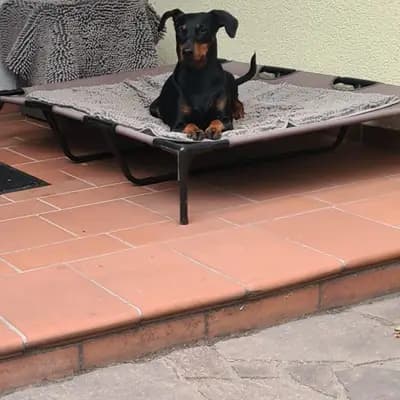 Foto von Angel vom Orensfels , einem Deutscher Pinscher-Elternhund in Rheinland-Pfalz.