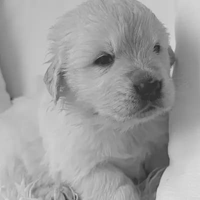 Geprüfter Golden Retriever Züchter seit 1996. – Golden Retriever Welpe, Bayern, 由...饲养 Golden Retriever und Labrador Retriever Zucht seit 1996.