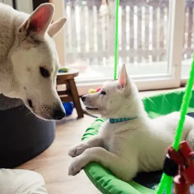 Galerie-Bild von Vom Rehgraben  in Brandenburg, mit Eindrücken unserer Weißer Schweizer Schäferhund-Zucht.