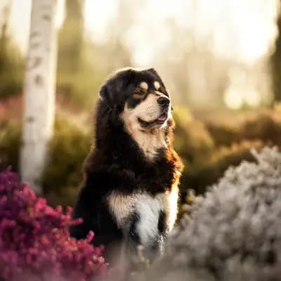 Bild aus Kalyani´s in Niederösterreich, wo unsere Do Khyi-Hunde in einer liebevollen Umgebung aufwachsen.