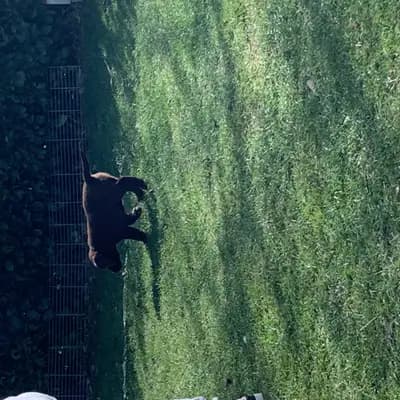 Bild aus Labrador vom Bärengraben in Baden-Württemberg, wo unsere Labrador Retriever-Hunde in einer liebevollen Umgebung aufwachsen.