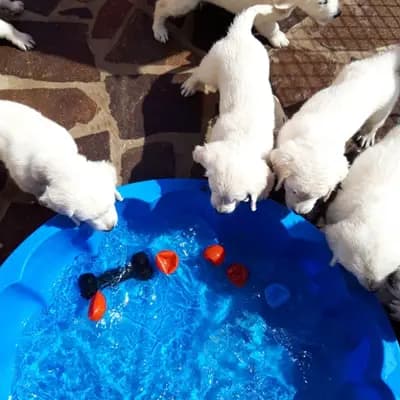 Bild aus Therapie- und Assistenzhunde von MacGold in Sachsen-Anhalt, wo unsere Golden Retriever-Hunde in einer liebevollen Umgebung aufwachsen.