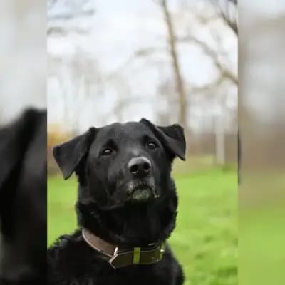 Benji