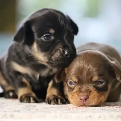 Süße Russkiy Toy Welpen (Rüden) zu verkaufen – Russkiy Toy (Kurzhaar) Welpe, Niedersachsen, 由...饲养 Hundezucht "von Toy-Hit"