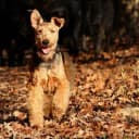 Foto der Rasse Welsh Terrier