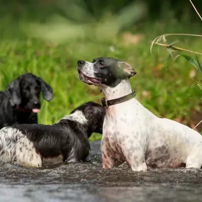 Galerie-Bild von Zwinger von den Dachsfichten in Brandenburg, mit Eindrücken unserer English Pointer-Zucht.