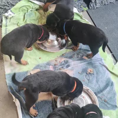 Bild aus Vom Haus Feiler  in North Rhine-Westphalia, wo unsere Rottweiler-Hunde in einer liebevollen Umgebung aufwachsen.