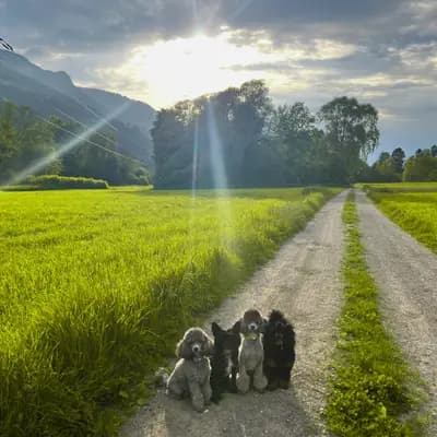 Galerie-Bild von Pudelzucht von den Schattenzwergen in Kärnten, mit Eindrücken unserer Kleinpudel-Zucht.
