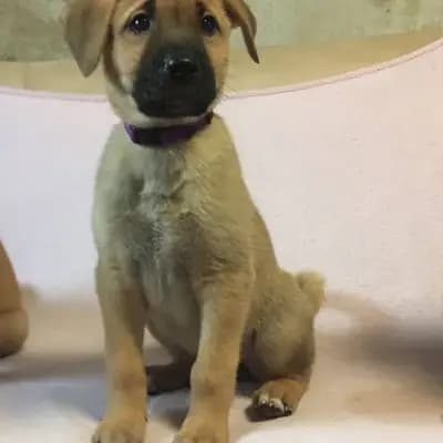 Rocco