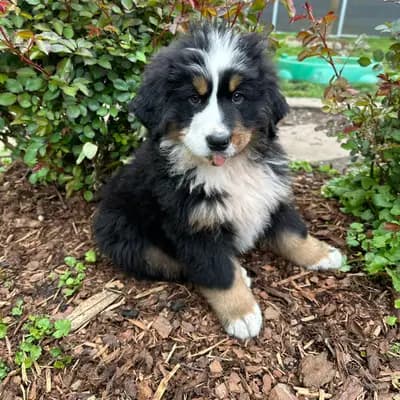 Hudson – Berner Sennenhund Welpe, Mecklenburg-Vorpommern, 由...饲养 Bernersennenhunde vom Schimmerhof 