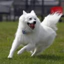 Foto der Rasse American Eskimo Dog