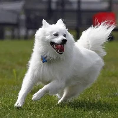 American Eskimo Dog – Hunderasse