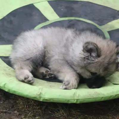 Bild aus Eurasier vom Sitara  in Nordrhein-Westfalen, wo unsere Eurasier-Hunde in einer liebevollen Umgebung aufwachsen.
