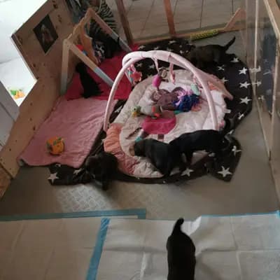 Bild aus Wäller aus der Obergrafschaft  in Niedersachsen, wo unsere Wäller-Hunde in einer liebevollen Umgebung aufwachsen.