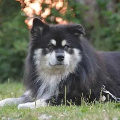 Finnischer Lapphund (Suomenlapinkoira) – Hunderasse