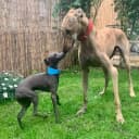 Foto der Rasse Galgo Espanol