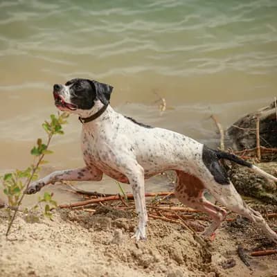 Galerie-Bild von Zwinger von den Dachsfichten in Brandenburg, mit Eindrücken unserer English Pointer-Zucht.