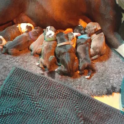 Galerie-Bild von Burnhardt's American XXL Bully in Saarland, mit Eindrücken unserer American Bully-Zucht.