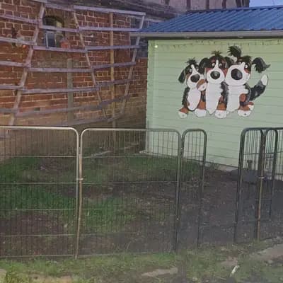 Bild aus Bernersennen aus Haarhausen  in Thüringen, wo unsere Berner Sennenhund-Hunde in einer liebevollen Umgebung aufwachsen.