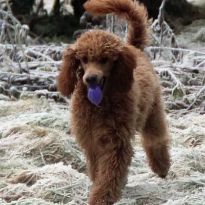 Galerie-Bild von Griselda Doodle in Niedersachsen, mit Eindrücken unserer Goldendoodle-Zucht.
