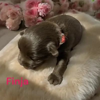 Finja – Zwergschnauzer Welpe, Bayern, 由...饲养 Ehrenbürg-Zwerge (American Schnauzer)