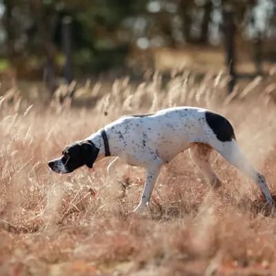 Galerie-Bild von Zwinger von den Dachsfichten in Brandenburg, mit Eindrücken unserer English Pointer-Zucht.