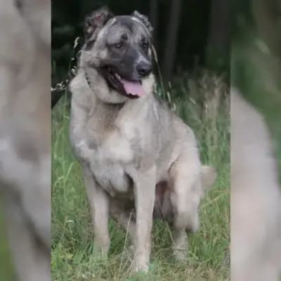 Apex