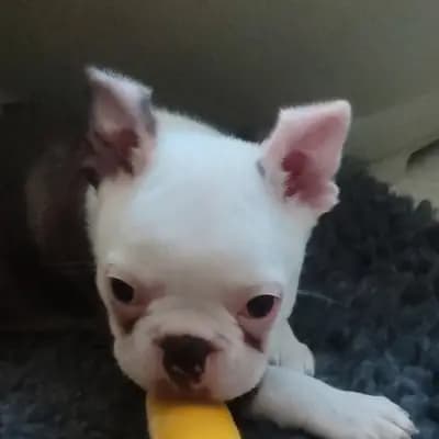 Ash – Boston Terrier Welpe, Nordrhein-Westfalen, Aufgezogen von Von den Manchester Hexen